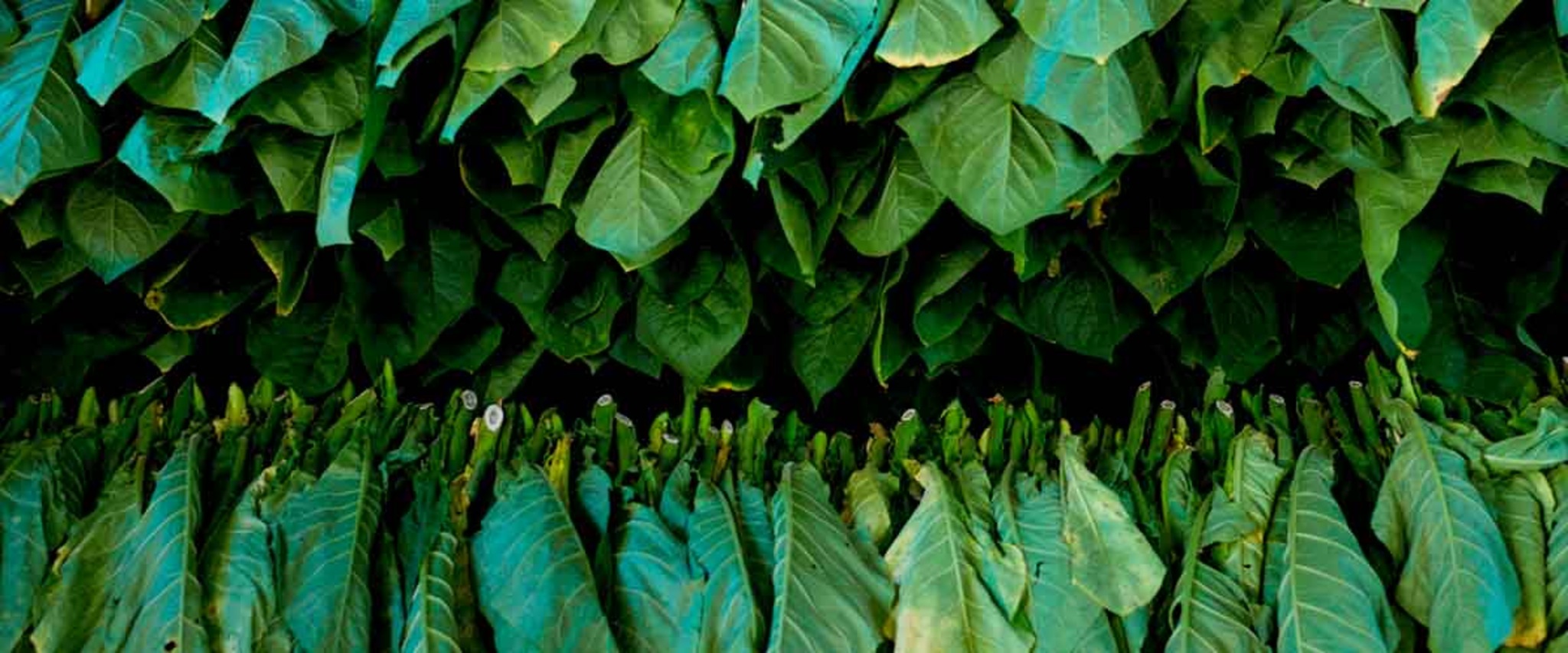 O pěstování rostliny tabáku