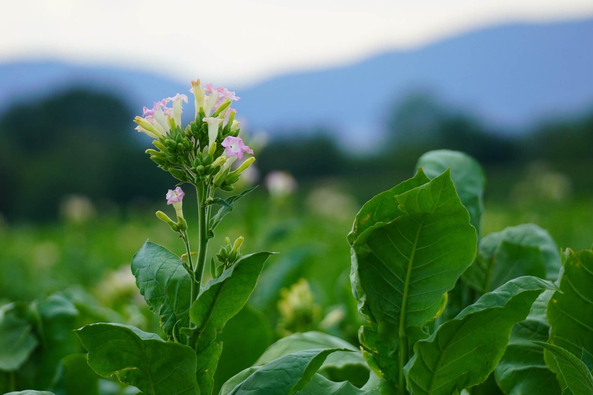 Co je to okrasný tabák a jak jej pěstovat?